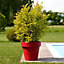 Pot rond plastique Euro3Plast Ikon rouge orient ø120 x h.107 cm