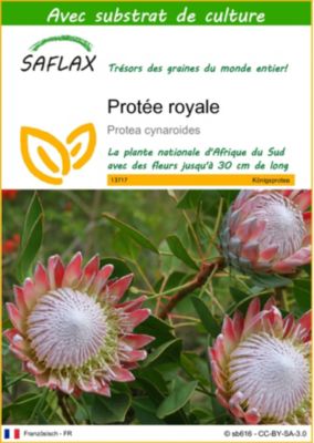 Protée royale - 5 graines - Avec substrat - Protea - SAFLAX