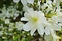 Rhododendron 17 cm