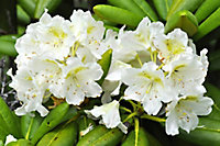 Rhododendron 25 cm