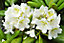 Rhododendron 25 cm