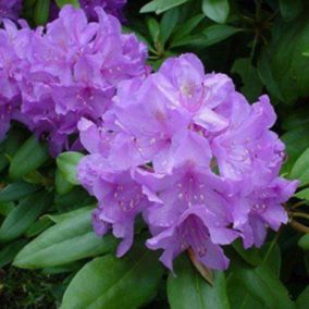 Rhododendron 'Cat. Grandiflorum' - Rhododendron 'Catawbiense' Grandiflorum  - 60-80 cm pot