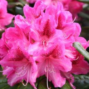 Rhododendron 'Cosmopolitan' - Rhododendron 'Cosmopolitan'  - 60-80 cm pot