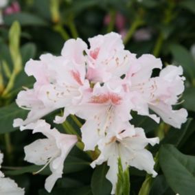 Rhododendron 'Cunningham blanc' - Rhododendron 'Cunningham White'  - 60-80 cm pot