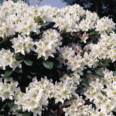 Rhododendron 'Cunningham blanc' - Rhododendron 'Cunningham White'  - 60-80 cm pot