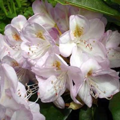 Rhododendron 'Gomer Waterer' - 60-80 cm pot