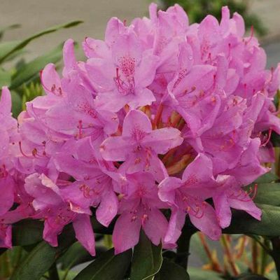 Rhododendron 'Roseum Elegans' - 60-80 cm pot