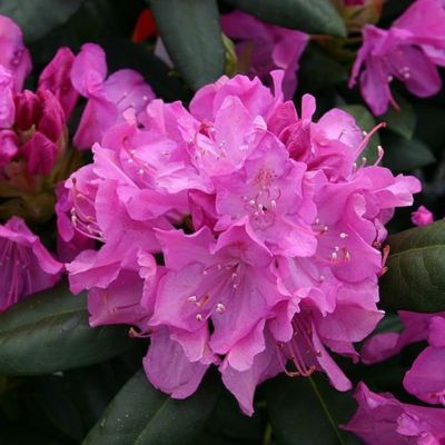 Rhododendron 'Roseum Elegans' - Rhododendron 'Roseum Elegans'  - 60-80 cm pot