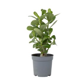 Rose du désert - Adenium obesum - Hauteur 25-40cm - Pot 10,5cm
