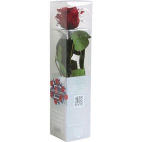 Rose stabilisée rouge 50cm