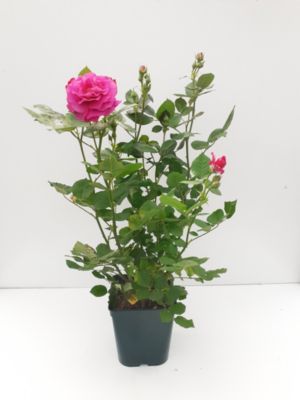 Rosier buisson boutons pot de 5 litres