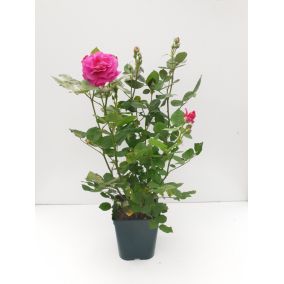 Rosier buisson boutons pot de 5 litres