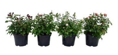Rosier plante d'extérieur, 4 pièces pot 5L
