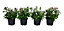 Rosier plante d'extérieur, 4 pièces pot 5L