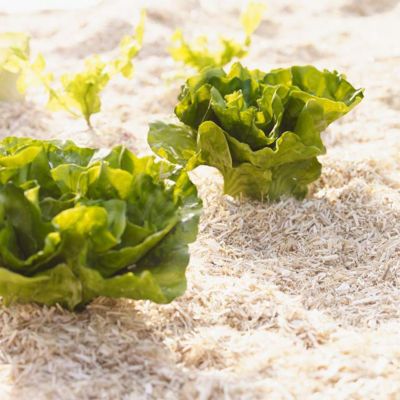Sac de paillis de chanvre Agrofino contenance 60 L poids 10 kg