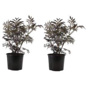 Sambucus nigra 'Black Lace' - Set de 2 - Pot 17cm - Hauteur 25-40cm