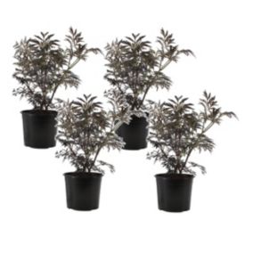 Sambucus nigra 'Black Lace' - Set de 4 - Pot 17cm - Hauteur 25-40cm