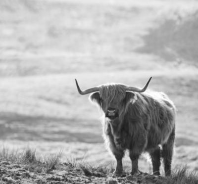 Sanders & Sanders papier peint panoramique Vache Highland noir et blanc - 300 x 279 cm - 950001