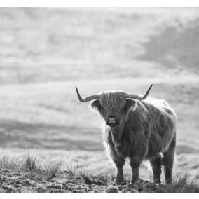 Sanders & Sanders papier peint panoramique Vache Highland noir et blanc - 300 x 279 cm - 950001