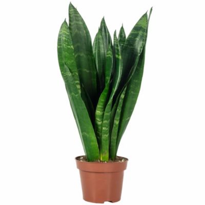 Sansevière - plante d'intérieur facile d'entretien, Sansevieria trifasciata Black Coral - Hauteur env. 35 cm, pot-diam. 12 cm