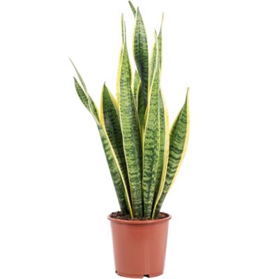 Sansevière - plante d'intérieur facile d'entretien, Sansevieria trifasciata Laurentii - hauteur env. 65 cm, pot-diam. 17 cm