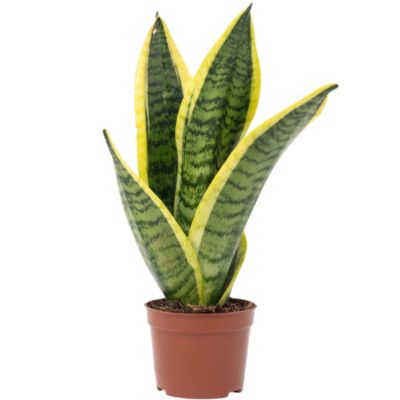 Sansevière - plante d'intérieur facile d'entretien, Sansevieria trifasciata 'Superba' - hauteur env. 30 cm, pot-diam. 9 cm