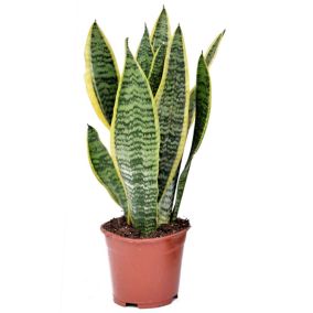 Sansevieria Laurentii - Langue de belle-mère - Pot 12cm - Hauteur 30-40cm