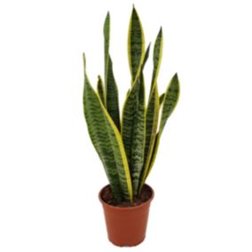 Sansevieria Laurentii - Plante d'intérieur facile - Pot 14cm - Hauteur 40-50cm