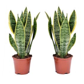 Sansevieria Laurentii - Set de 2 Langue de belle-mère - Pot12cm - Hauteur 30-40cm