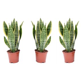 Sansevieria Laurentii - Set de 3 Langue de belle-mère - Pot12cm - Hauteur 30-40cm