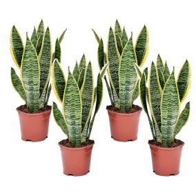 Sansevieria Laurentii - Set de 4 Langue de belle-mère - Pot12cm - Hauteur 30-40cm