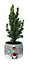 Sapin avec pot décor noel 5,5 cm