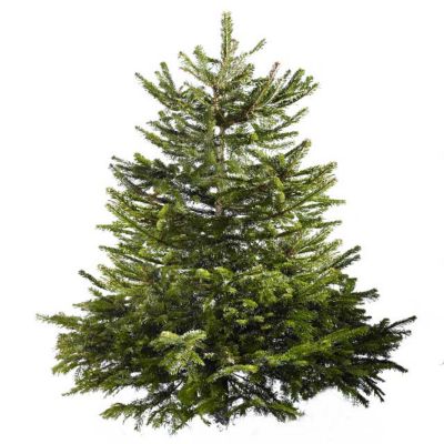 Sapin coupé Nordmann 175/200 cm