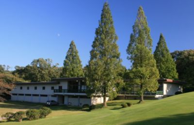 SAFLAX - Kit De Culture - Sapin D'eau - 60 Graines - Metasequoia