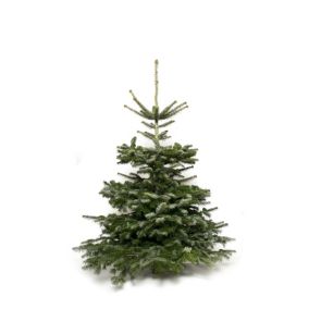 Sapin de Noël naturel Nordmann coupé h.80/100 cm