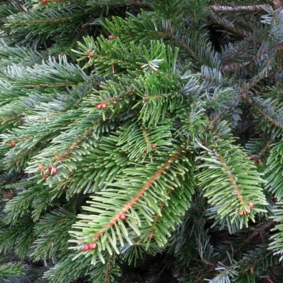 Sapin de Noël naturel Nordmann coupé h.80/100 cm