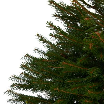 Sapin épicéa en pot 80/100 cm