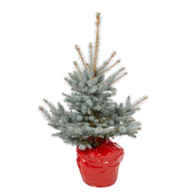 Sapin naturel Epicéa bleu en pot médium Castorama