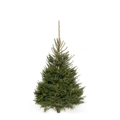 Sapin naturel Epicéa coupé h.100/150 cm