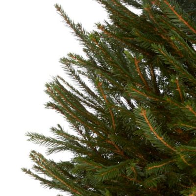 Sapin naturel Epicéa coupé h.100/150 cm