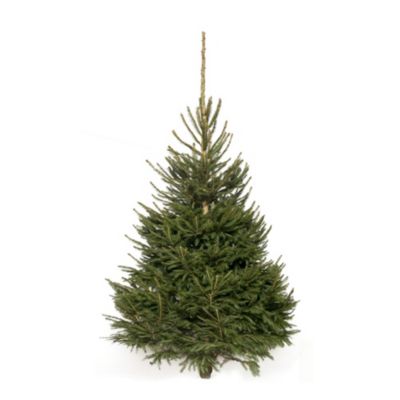 Sitemapcdatahttpsfoowindecoocomplanche Sapin Castorama
