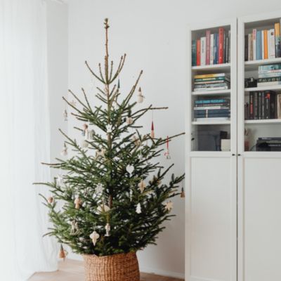 Sapin naturel Epicéa coupé cm - Main Image