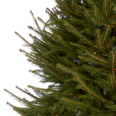 Sapin naturel Epicéa coupé h.200/240 cm