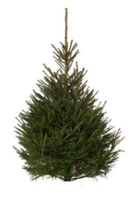 Sapin naturel Epicéa coupé h.200/240 cm