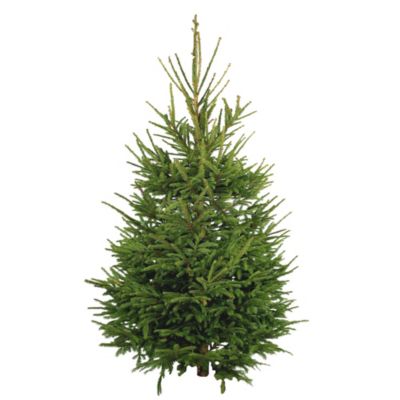 Sapin naturel Epicéa coupé h.200/250 cm
