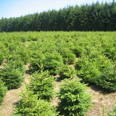 Sapin naturel Epicéa coupé h.200/250 cm