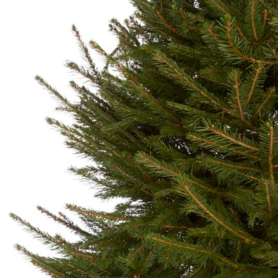 Sapin naturel Epicéa coupé h.200/250 cm