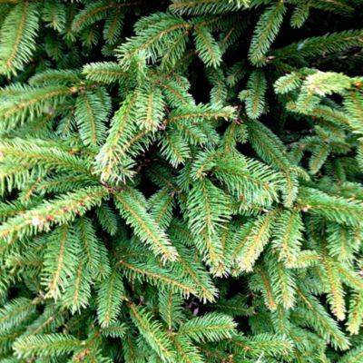 Sapin naturel Epicéa coupé h.200/250 cm