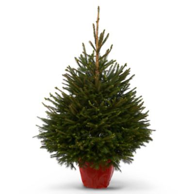 Sapin naturel Epicéa en pot cm