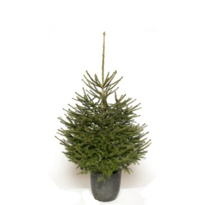 Sapin naturel Epicéa en pot h.150/175 cm